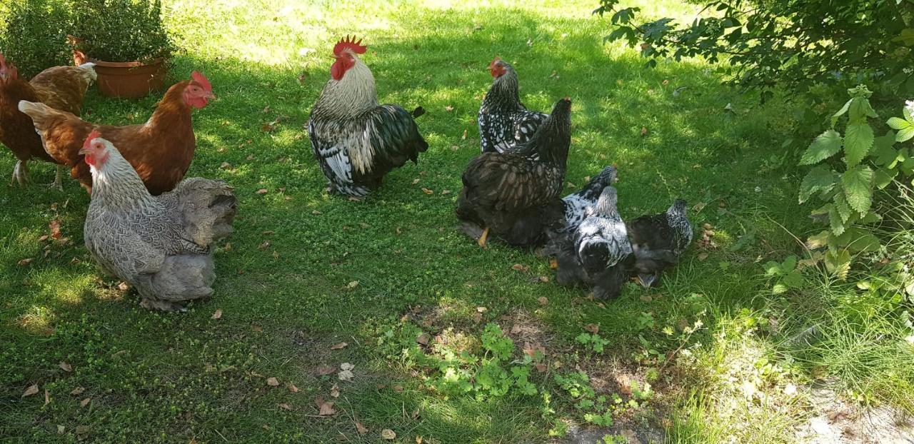 B&B Hoeve Ruimzicht Renesse Bagian luar foto