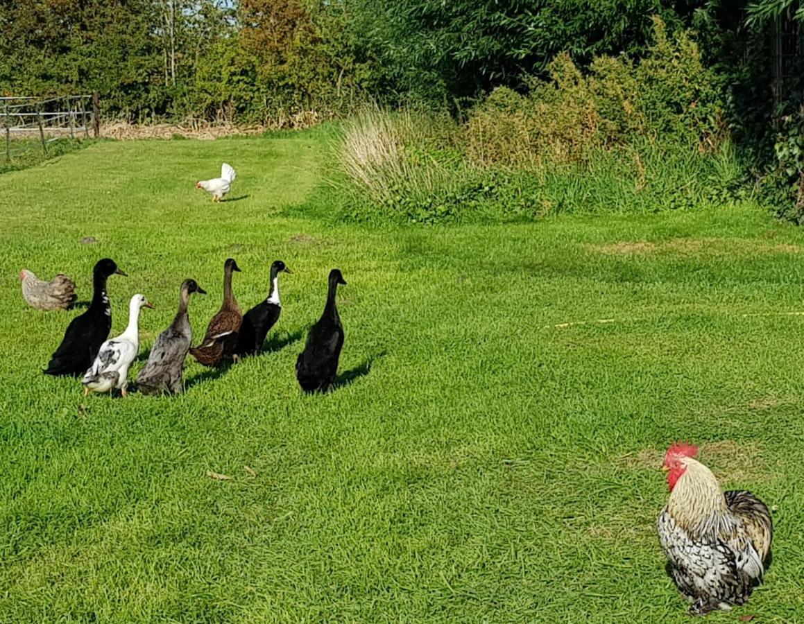 B&B Hoeve Ruimzicht Renesse Bagian luar foto